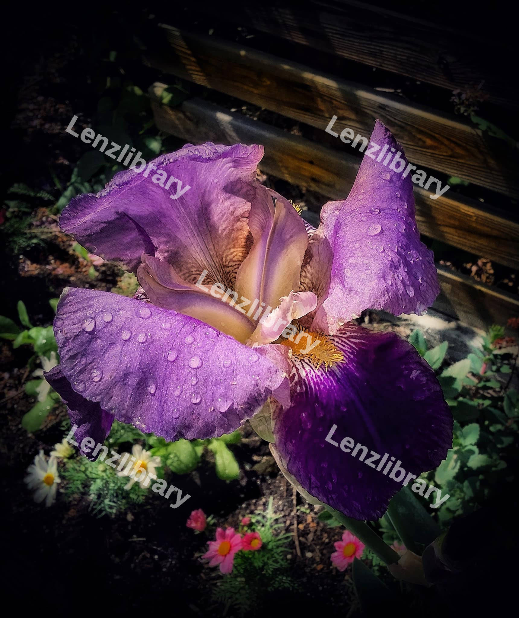 Purple Dream Iris Flower